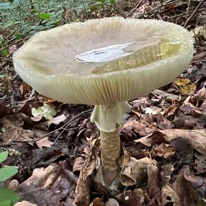 Death Cap