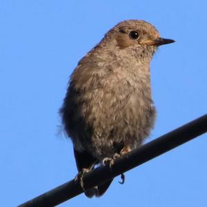 Black Redstart