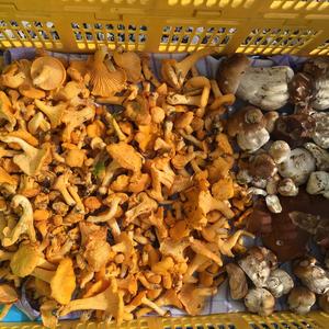 Chanterelle, Common