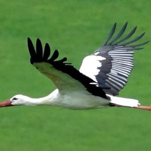 White Stork