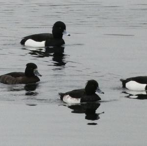 Tufted Duck