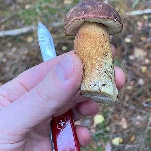 Bay Bolete