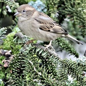 House Sparrow