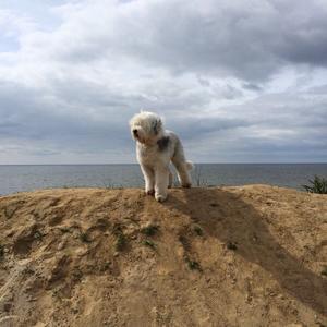 Old English Sheepdog