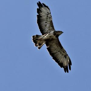 Mäusebussard