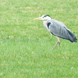 Grey Heron