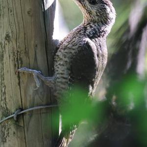 Eurasian Green Woodpecker