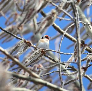 European Goldfinch