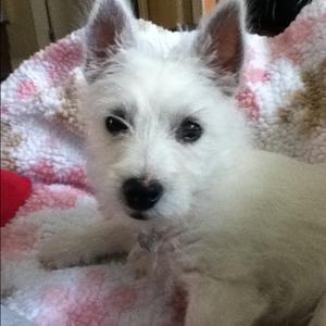 West Highland White Terrier