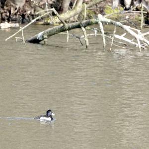 Tufted Duck