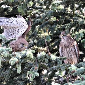 Common Kestrel