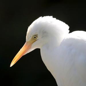 Intermediate Egret