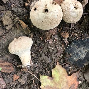 Gem-studded Puffball