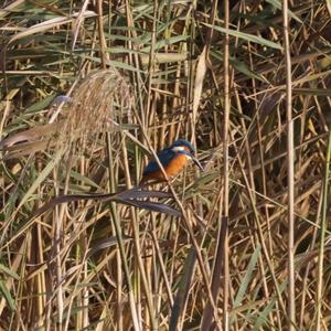 Common Kingfisher