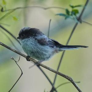 Long-tailed Tit