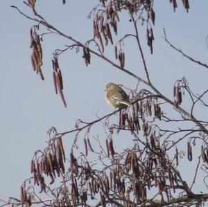 Eurasian Linnet