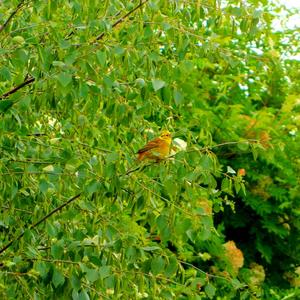 Yellowhammer