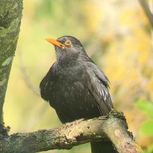 Eurasian Blackbird