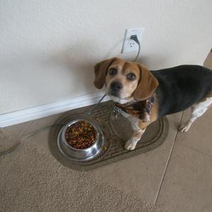 Unknown Breed