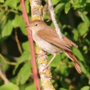 Common Nightingale