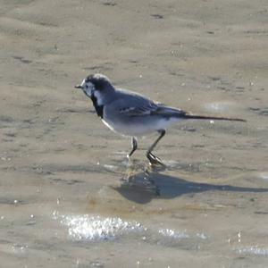 White Wagtail