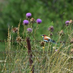 European Bee-eater