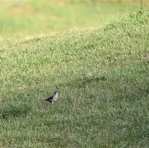 Mistle Thrush