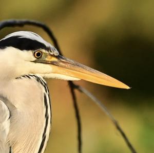 Grey Heron