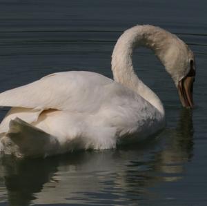 Mute Swan