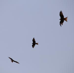 Red Kite