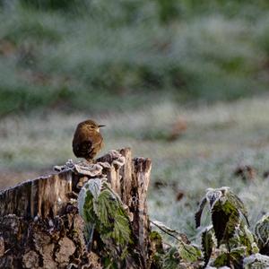 Winter Wren