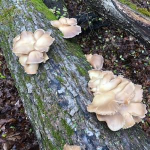 Oyster Mushroom