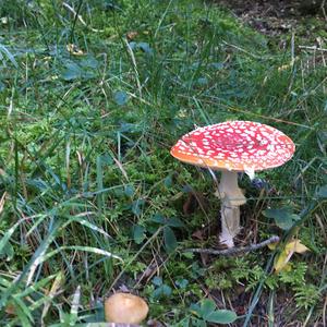 Fly Agaric