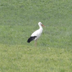 White Stork