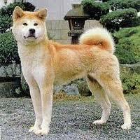 Akita Inu