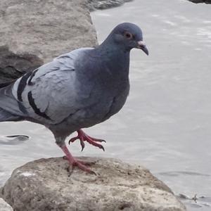 Rock Pigeon