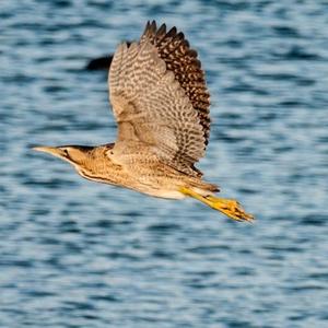 American Bittern