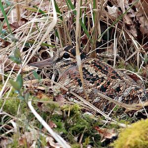 Eurasian Woodcock