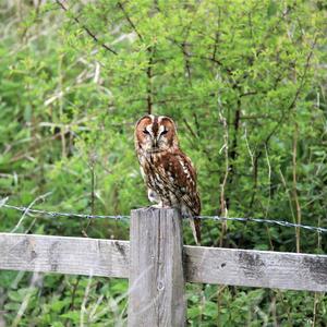 Tawny Owl