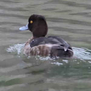 Tufted Duck