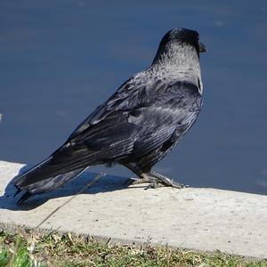 Hooded Crow