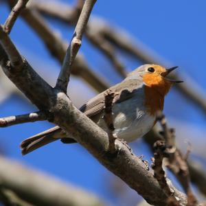 European Robin