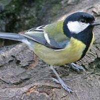 Great Tit