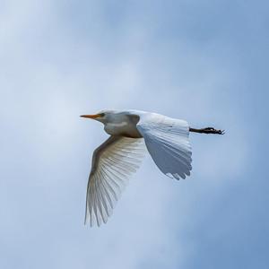 Cattle Egret