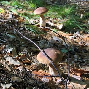 King Bolete