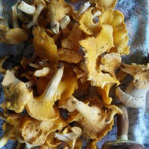 Chanterelle, Common