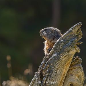 Alpen-Murmeltier