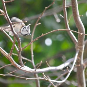 Crested Tit