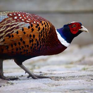 Common Pheasant