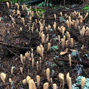 Pestle-shaped Coral